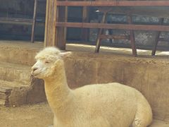 -栾川竹海野生动物园