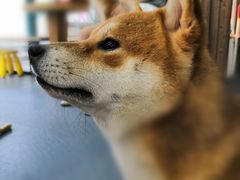 -柴源莊·柴小宠柴犬咖啡