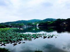 苏堤半城荷-西湖游船