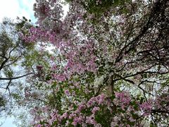 -深圳国际园林花卉博览园