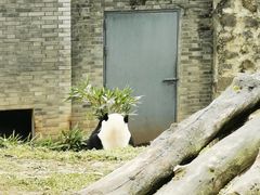 -都江堰中华大熊猫苑