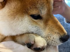 -南京Hallo宠物乐园·哈罗犬舍·柴犬繁育基地