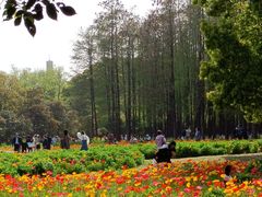 -上海共青森林公园