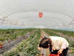 -喜杨洋草莓采摘园