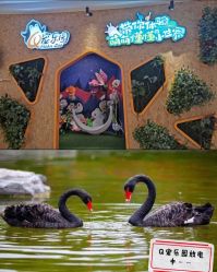 -七巧国萌宠乐园(龙湖天街店)