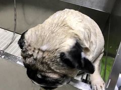 -北京观赏动物医院·24小时大型综合·猫专科·异宠专科