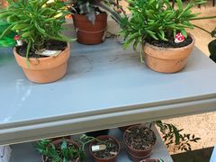 -PlantsEatery·植物食堂(REX春熙店)