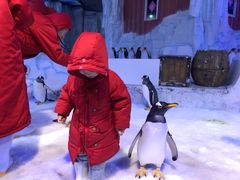 -芜湖新华联大白鲸海洋公园