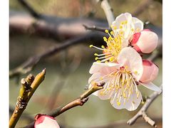 -花开海上生态园