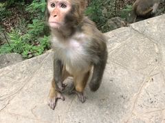 -黔灵山公园