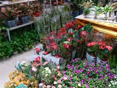 -双季花艺园艺市场(浦东店)