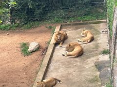 -西霞口神雕山野生动物世界
