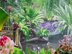 -深圳仙湖植物园