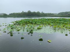-溱湖国家湿地公园