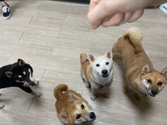 -柴犬高等学院·狗咖·柴犬售卖·宠物训练