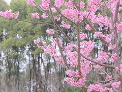 -顾村公园