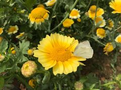 -松山湖梦幻百花洲