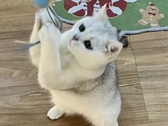 -COLOR PETS 撸猫馆·购猫·猫咖(长风大悦城店)