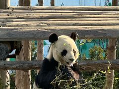 -西霞口神雕山野生动物世界