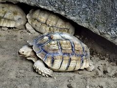 -清迈夜间动物园