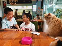 -猫小院猫主题餐厅(三里屯店)