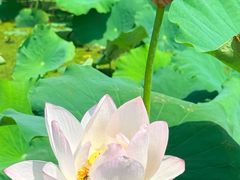 -荷花荡