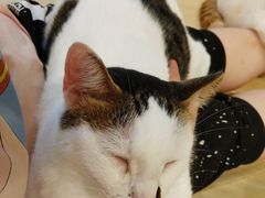 -momokira米努特·德文卷毛猫·棉花面纱犬