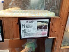 -上海大自然野生昆虫馆(东方明珠·爬宠昆虫探索中心)