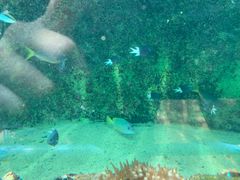 -悉尼海洋生物水族馆