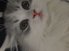 -lincat·猫舍(广州店)