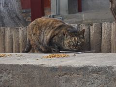 -大觉寺-停车场