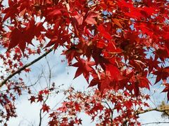 -上海佘山国家森林公园西佘山园