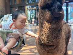 -杭州开元森泊度假乐园