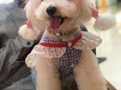 -柚子宠物(伊珊娜调理店)