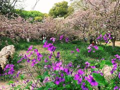 -上海共青森林公园