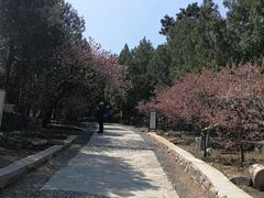-北京鹫峰国家森林公园
