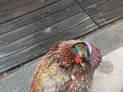 -春记潮汕牛肉火锅