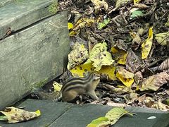 -五营红松林海景区