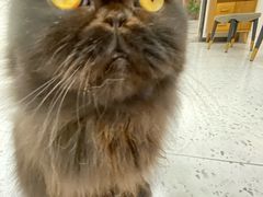 -喵园·猫主题咖啡厅·撸猫·猫咖(国贸店)