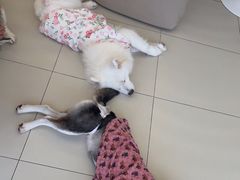 -怪兽屋·羊驼·猫咖·狗咖(俊华广场店)