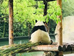 -上海野生动物园