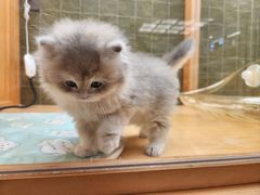 -帕帕拉兹宠物(亚洲旗舰店)