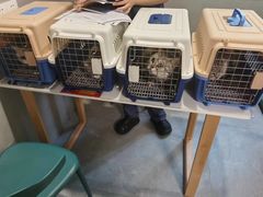 -伟伟宠物医院·CT影像中心·瑞派犬猫综合性门诊(汉口总院)