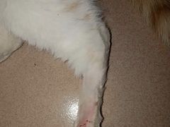 -中农国际动物医院24小时·猫科·骨科·急重症中心