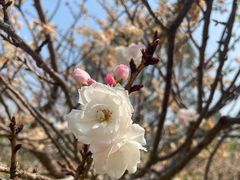 -天适樱花悠乐园