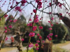 -杭州植物园