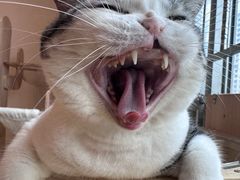 -有喵·猫咖·狗咖·30几只猫10只小狗(岗厦店)
