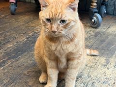 -肥仔文澳门猪骨煲(南京西路店)