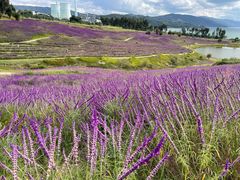 -华侨城阳宗海海景温泉