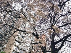 -成都市活水公园